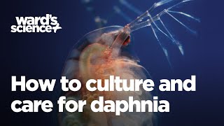 Caring and Culturing for Daphnia [upl. by Knighton]