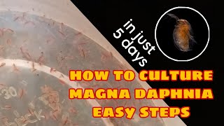 How to Culture Magna Daphnia Easily [upl. by Wendalyn126]