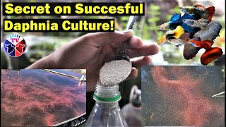 How to Culture Daphnia Successfully [upl. by Dlanar]