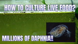 How to Culture Daphnia Secret Method to Breed MILLIONS  Simply Aquatic [upl. by Nerhe103]