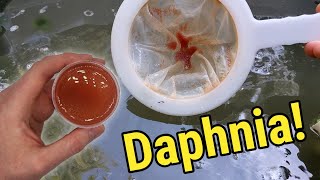 How I Culture Daphnia In Outdoor Tubs [upl. by Karry]