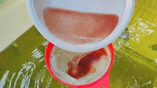 How to culture daphnia  Daphnia culture  How to grow daphnia outdoor [upl. by Jessamyn143]