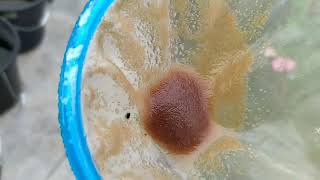 How to culture daphnia moina in a small container Part 1 English Subtitle [upl. by Arbed]