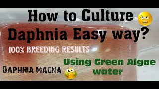 Daphnia MagnaHow to Culture Daphnia Easy wayCulturing Daphnia using Green water Daphnia [upl. by Imeon]