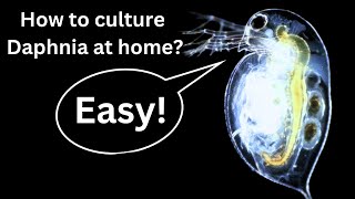 BEST Live Fish Food Beginner guide How to Culture Daphnia at home [upl. by Lucania]