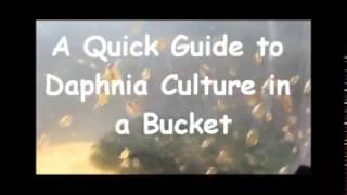 How to culture daphnia outside [upl. by Janette420]