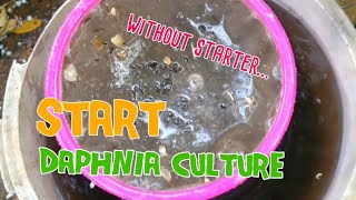 How to culture daphnia moina the easy way 1  Starting the Daphnia culture [upl. by Pax]