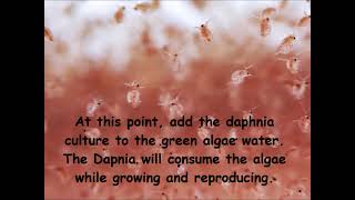 Daphnia  How to grow daphnia in your home [upl. by Ybloc]