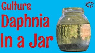 How to Culture Daphnia in a Jar [upl. by Ellienad]