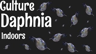 How to Culture Daphnia [upl. by Juliano156]