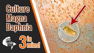 How to culture DAPHNIA MAGNA  The easy way [upl. by Arabeila]