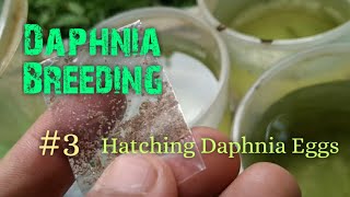 Daphnia Culture made simple and easy 3  Hatching Daphnia eggs [upl. by Onaimad]