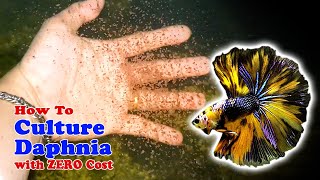 How to Culture Daphnia with ZERO Cost  Unlimited Live Food For Our Fish [upl. by Allekim]