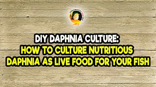 DIY Daphnia Culture How to Culture Nutritious Daphnia as Live Food for Your Fish [upl. by Neil]