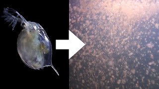 How I Culture Daphnia [upl. by Merilee]