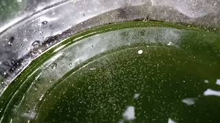 DAPHNIA MOINA CULTURE IN A SMALL BUCKET [upl. by Astrix]