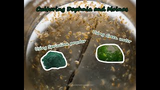 How To Culture Daphnia and Moinas using Green Water Spirulina powder [upl. by Airdnalahs]