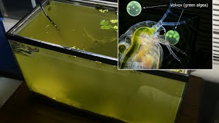 Raising Daphnia for the Freshwater Aquarium [upl. by Geralda]