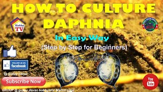 HOW TO CULTURE DAPHNIA In Easy Way [upl. by Violetta397]